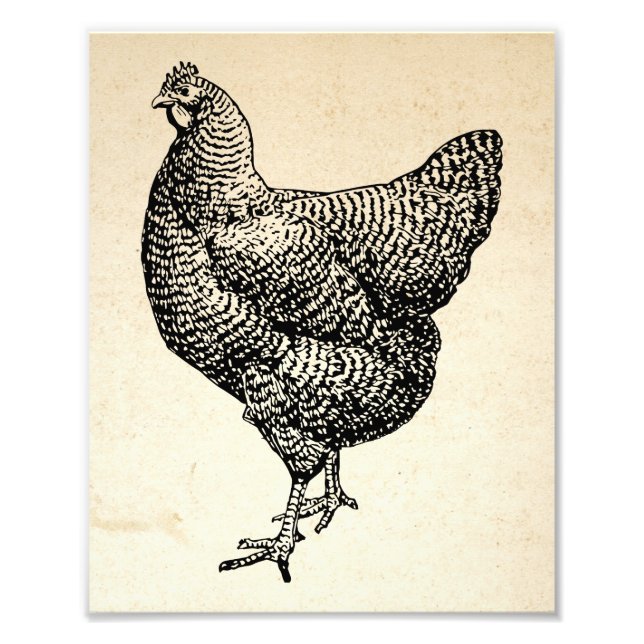 Classic Barred Plymouth Rock Chicken Hen Photo Print (Front)