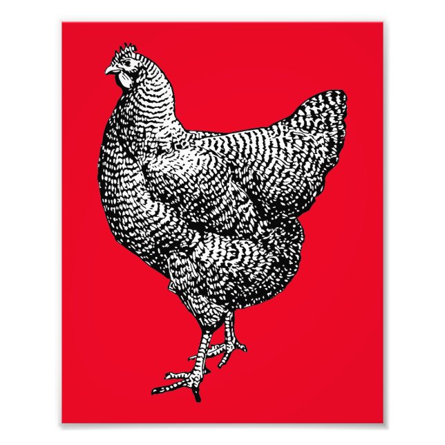 Classic Barred Plymouth Rock Chicken Hen Photo Print (Front)