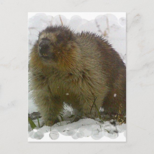 Classic Beavers Postcard (Front)