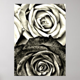 Classic Black and White Roses Poster
