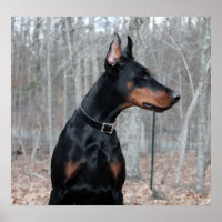 Classic Doberman picture