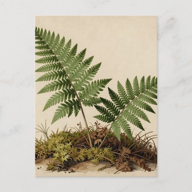 Classic Fern Botanical Postcard (Front)