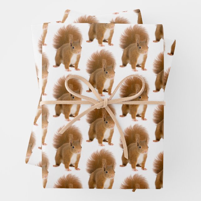 Classic Fluffy Red Squirrel Gift Wrap (In situ)