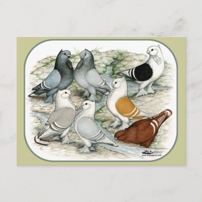 Classic Frill Barred Pigeons Postcard (Front)