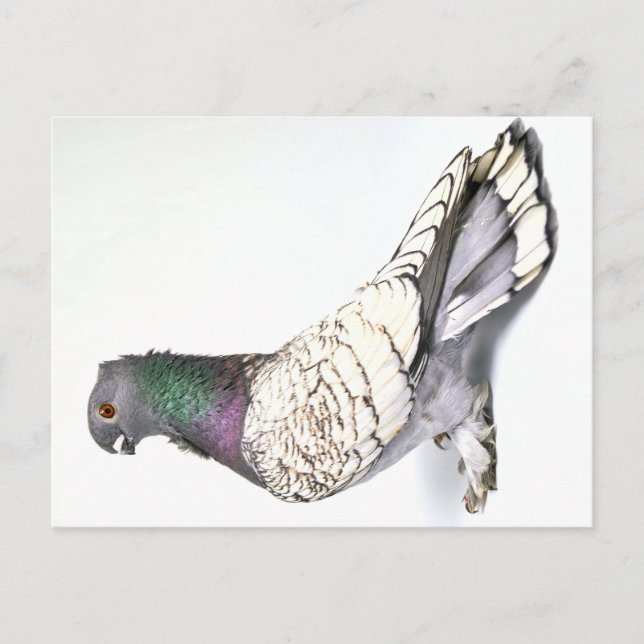 Classic Frill Pigeon Postcard (Front)
