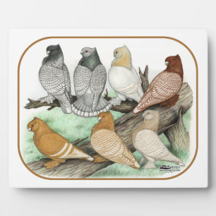 Classic Frill Pigeons Blondinettes Plaque