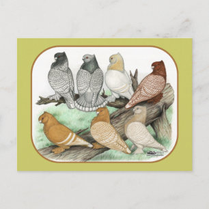 Classic Frill Pigeons Blondinettes Postcard