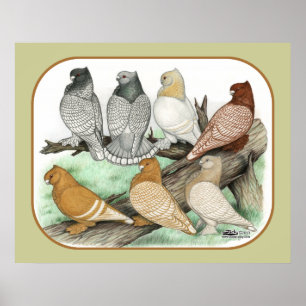 Classic Frill Pigeons Blondinettes Poster