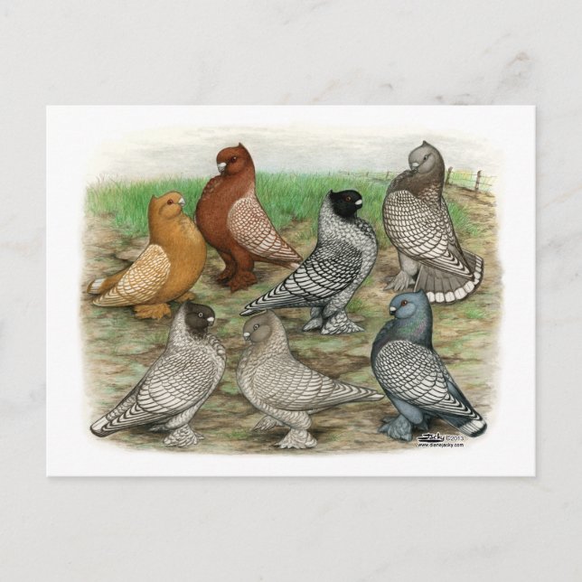 Classic Frill Pigeons Laced Blondinettes Postcard (Front)