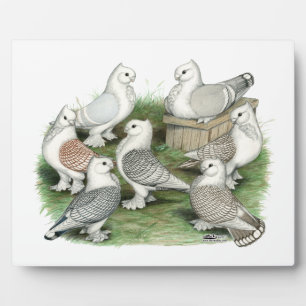 Classic Frill Pigeons Plaque