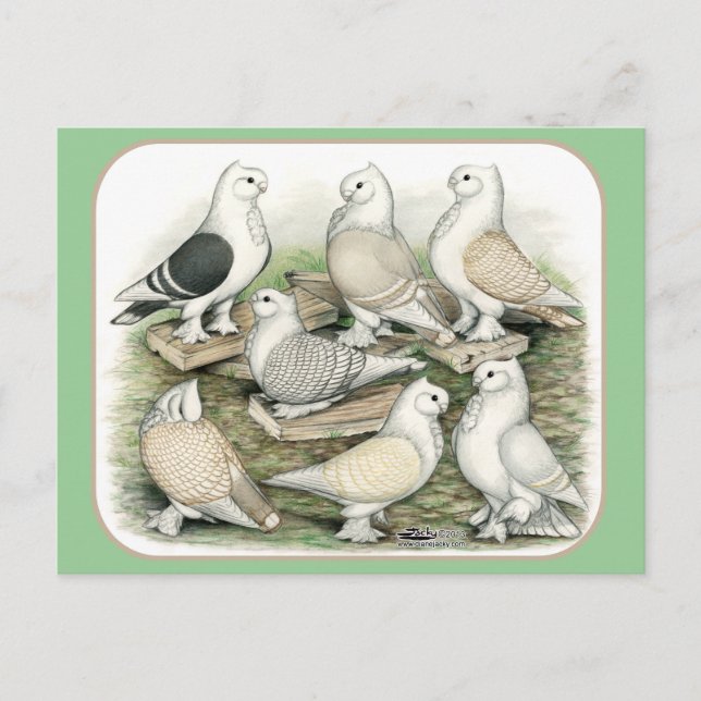Classic Frill Pigeons Satinettes Postcard (Front)