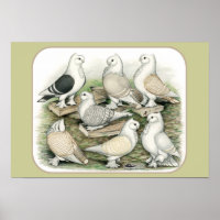 Classic Frill Pigeons Satinettes