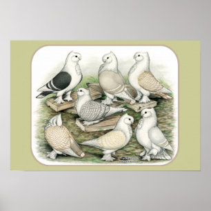 Classic Frill Pigeons Satinettes Poster