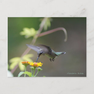 Classic Hummingbird Postcard