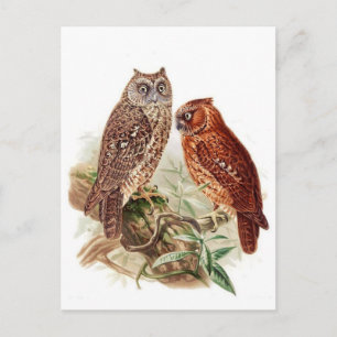 Classic Illustration Postcard