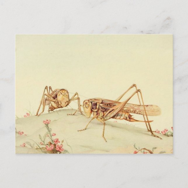 Classic Illustration Postcard (Front)