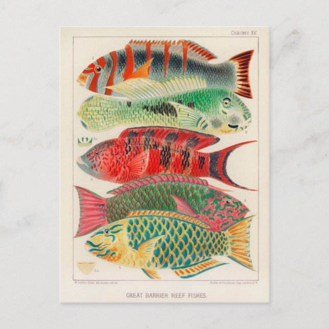 Classic Illustration Postcard (Front)