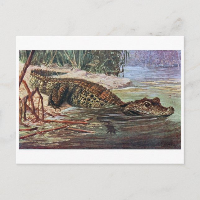 Classic Illustration Postcard (Front)