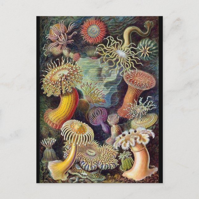 Classic Illustration Postcard (Front)