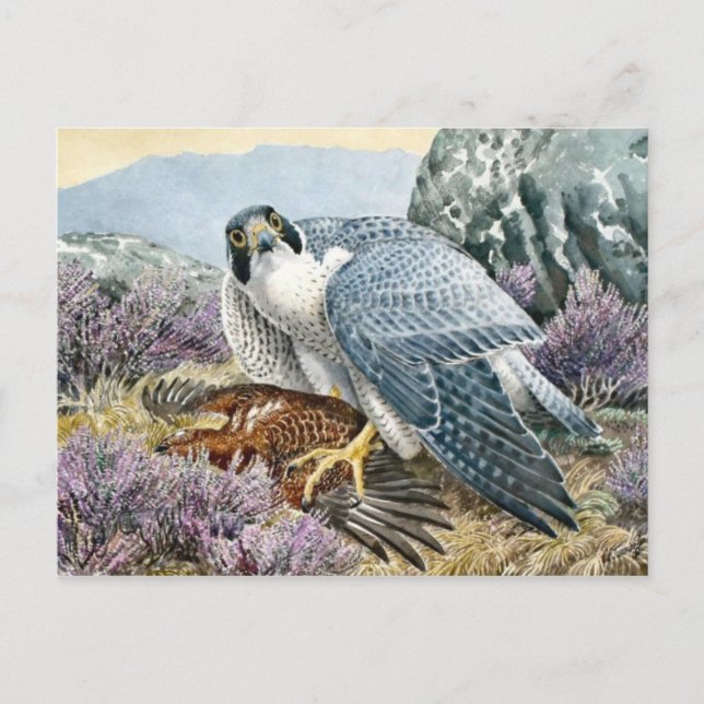 Classic Illustration Postcard (Front)