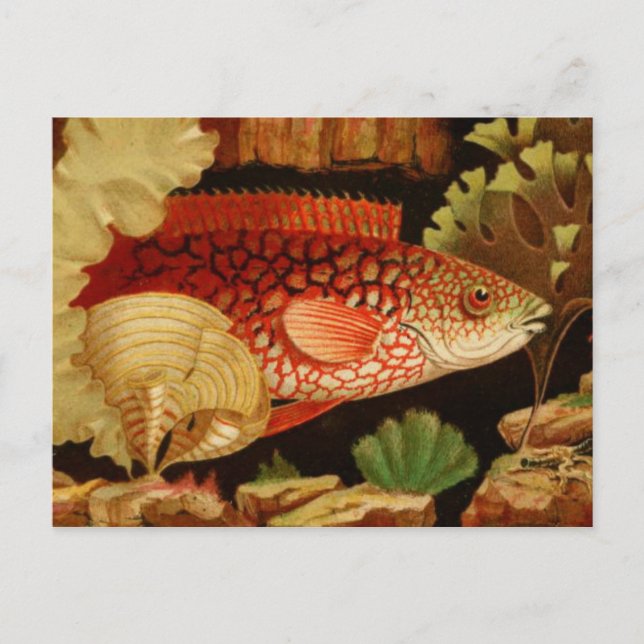 Classic Illustration Postcard (Front)