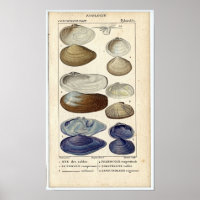 Classic Marine Etching - Clams