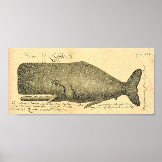 Classic Marine Etching - Whale Poster (Front)