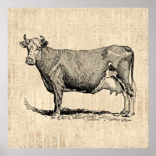 Classic Old Fashioned Cow Art Poster