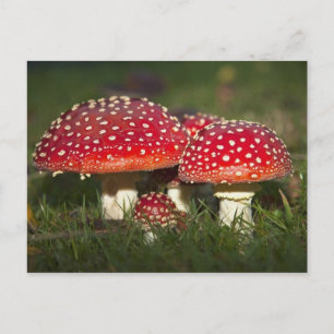 Classic Photo Postcard