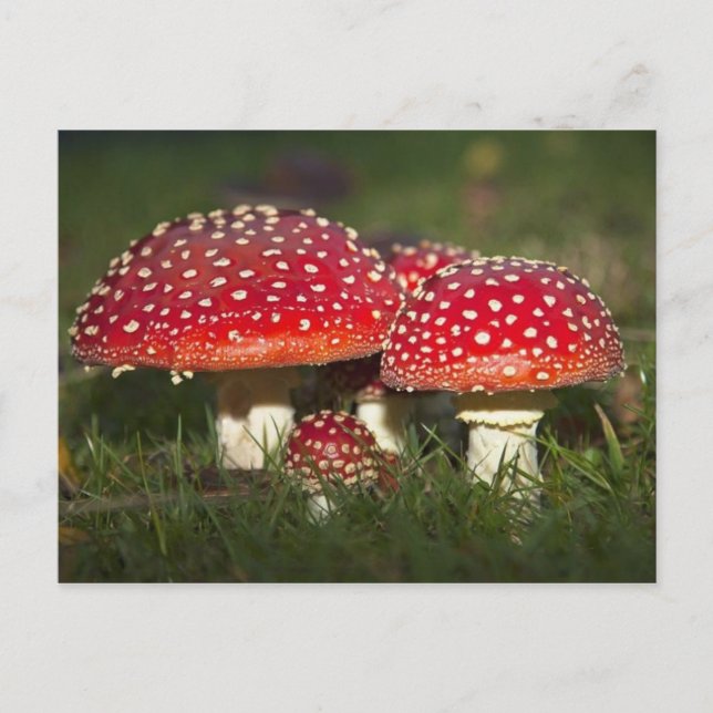 Classic Photo Postcard (Front)