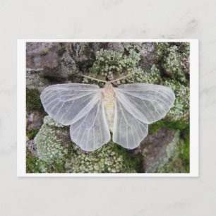 Classic Photo Postcard