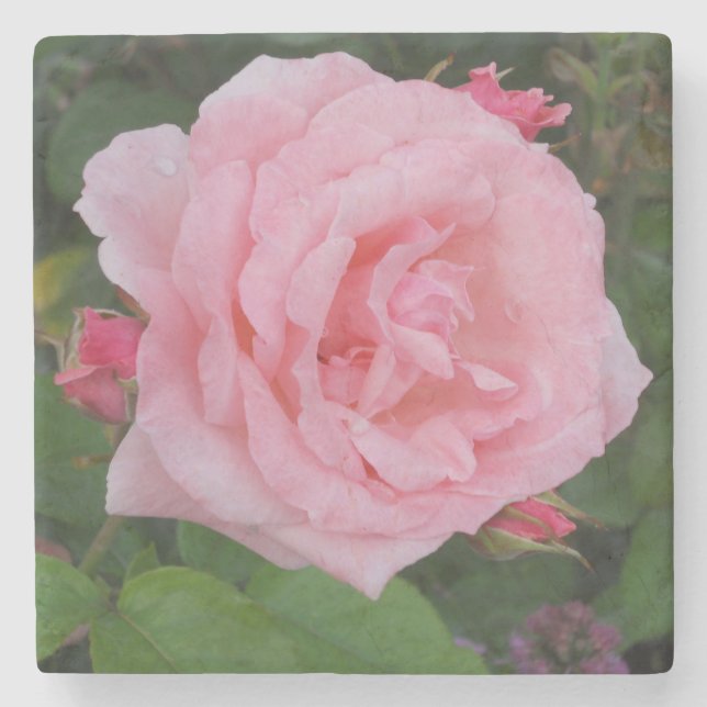 Classic Pink Rose Stone Coaster (Front)
