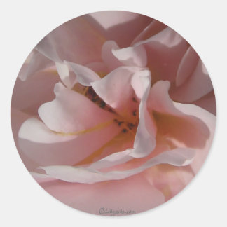 Classic Pink Rose Wedding Envelope Seals