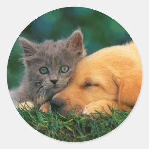 Classic Round Sticker, Glossy Cute cat and dog Sticker