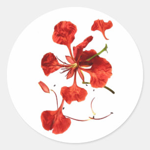Classic Round Sticker Royal Poinciana