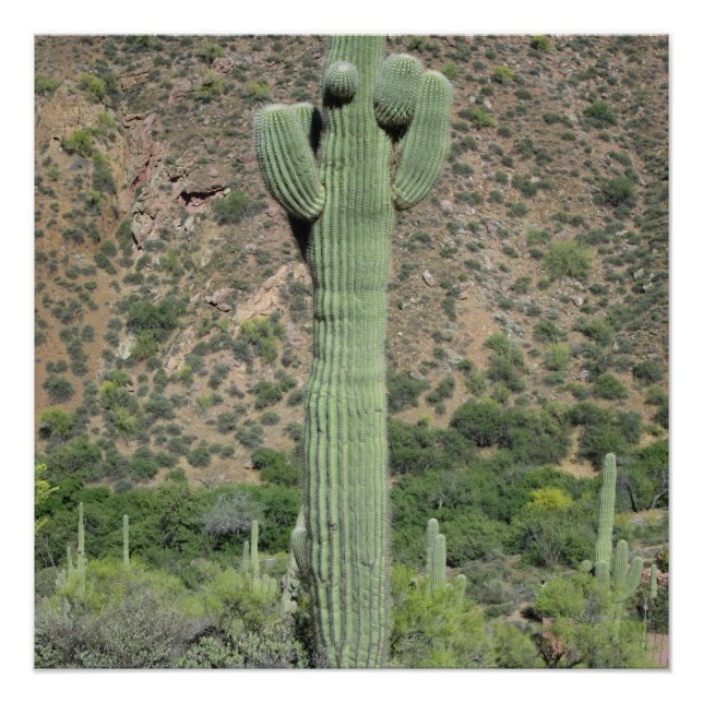 Classic Saguaro Poster (Front)