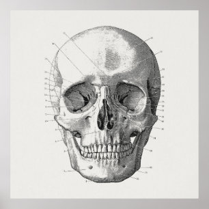 Classic Skull Diagram Illustration Poster