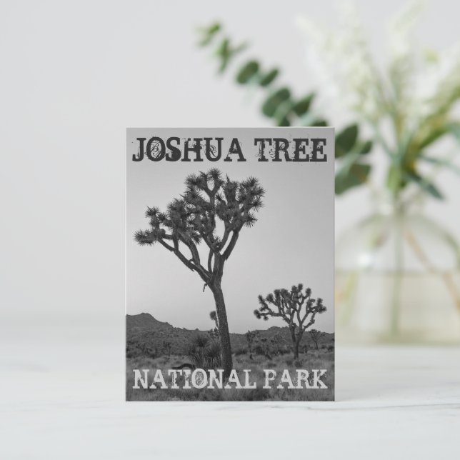 Classic Trendy Black & White Joshua Tree Souvenir Postcard (Standing Front)