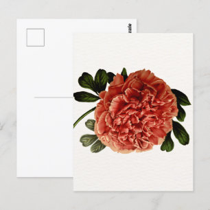Classic Vintage Flower Bloom Postcard