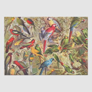 Classic Vintage Tropical Birds Parrots Decoupage Tissue Paper