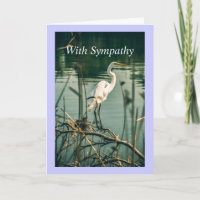 Classic White Egret Shore Bird Wildlife Nature