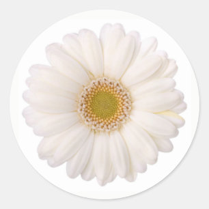 Classic White Gerbera Daisy Flower Classic Round Sticker