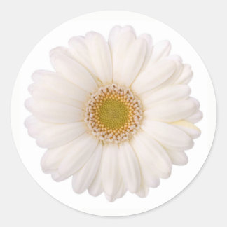 Classic White Gerbera Daisy Flower Classic Round Sticker