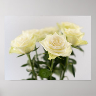 Classic White Roses Close-up Botanical Photograph Poster