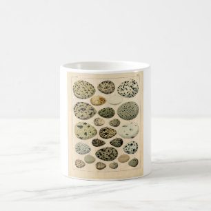 Classic Zoological Etching - Bird Eggs Coffee Mug