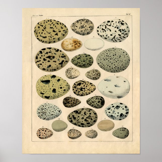 Classic Zoological Etching - Bird Eggs Poster (Front)
