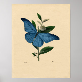 Classic Zoological Etching - Blue Butterfly Poster