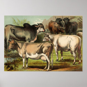 Classic Zoological Etching - Cows Poster