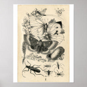 Classic Zoological Etching - Insects Poster