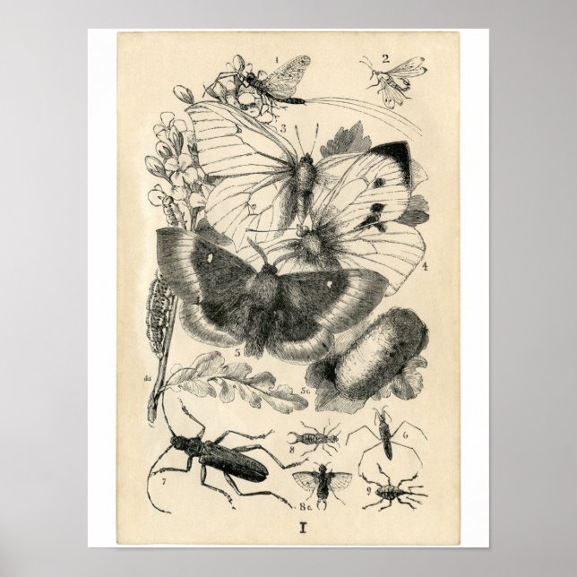 Classic Zoological Etching - Insects Poster (Front)